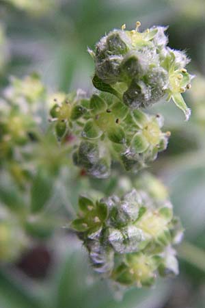 Alchemilla alpigena \ Gefalteter Alpen-Frauenmantel / Alpine Lady's Mantle, F Pyrenäen/Pyrenees, Eyne 25.6.2008