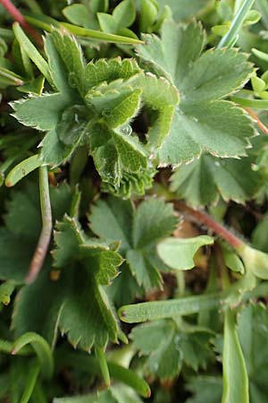 Alchemilla glaucescens ? \ Weichhaariger Frauenmantel, Bastard-Frauenmantel / Bastard Lady's Mantle, F Col de la Bonette 8.7.2016