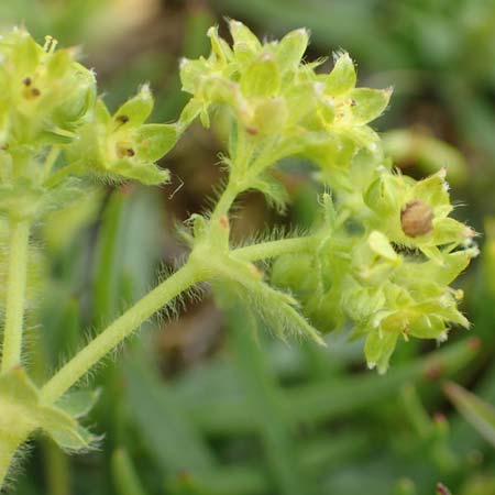 Alchemilla glaucescens ? \ Weichhaariger Frauenmantel, Bastard-Frauenmantel / Bastard Lady's Mantle, F Col de la Bonette 8.7.2016