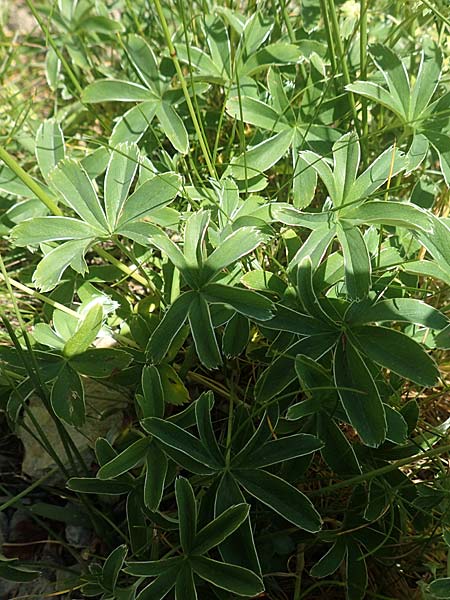 Alchemilla nitida \ Glanz-Frauenmantel / Silver Lady's Mantle, F Collet de Allevard 9.7.2016
