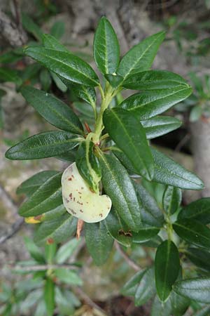 Rhododendron ferrugineum \ Rostblttrige Alpenrose / Alpenrose, F Pyrenäen/Pyrenees, Canigou 24.7.2018