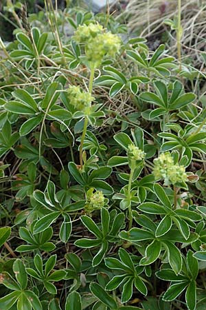 Alchemilla alpina \ Alpen-Frauenmantel / Alpine Lady's Mantle, F Pyrenäen/Pyrenees, Puigmal 1.8.2018