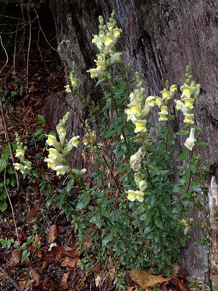 Antirrhinum latifolium \ Breitblttriges Lwenmaul / Yellow Snapdragon, F S. Sauveur-sur-Tinée 30.4.2023