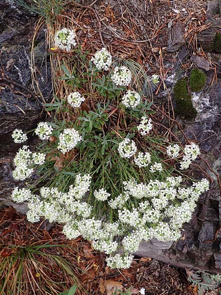 Hormathophylla ligustica \ Ligurisches Steinkraut / Ligurian Madwort, F S.  Sauveur-sur-Tin&eacute;e 30.4.2023