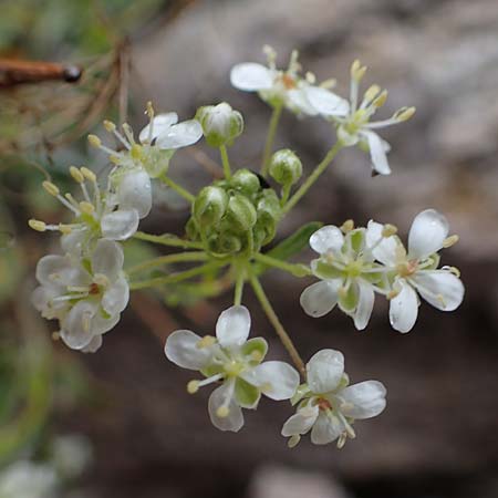 Hormathophylla ligustica \ Ligurisches Steinkraut / Ligurian Madwort, F S.  Sauveur-sur-Tin&eacute;e 30.4.2023