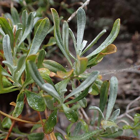 Hormathophylla ligustica \ Ligurisches Steinkraut / Ligurian Madwort, F S.  Sauveur-sur-Tin&eacute;e 30.4.2023