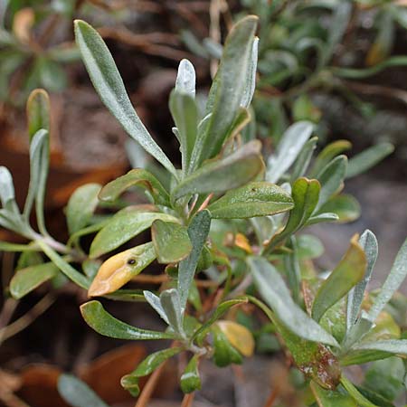 Hormathophylla ligustica \ Ligurisches Steinkraut / Ligurian Madwort, F S.  Sauveur-sur-Tin&eacute;e 30.4.2023