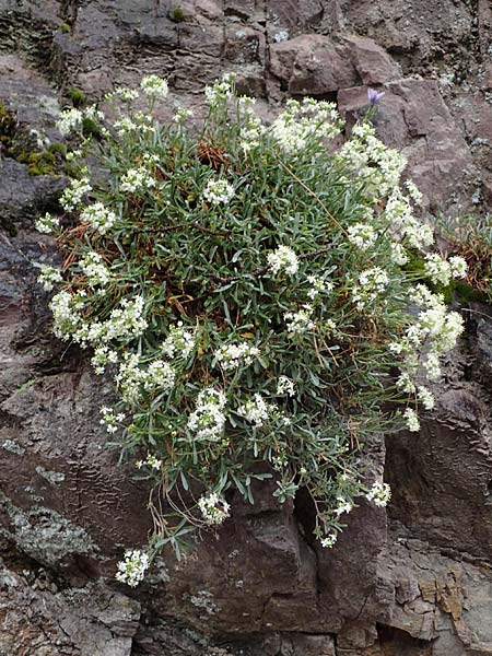 Hormathophylla ligustica \ Ligurisches Steinkraut / Ligurian Madwort, F S.  Sauveur-sur-Tin&eacute;e 30.4.2023