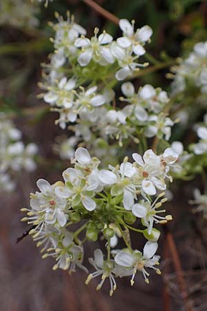 Hormathophylla ligustica \ Ligurisches Steinkraut / Ligurian Madwort, F S.  Sauveur-sur-Tin&eacute;e 30.4.2023