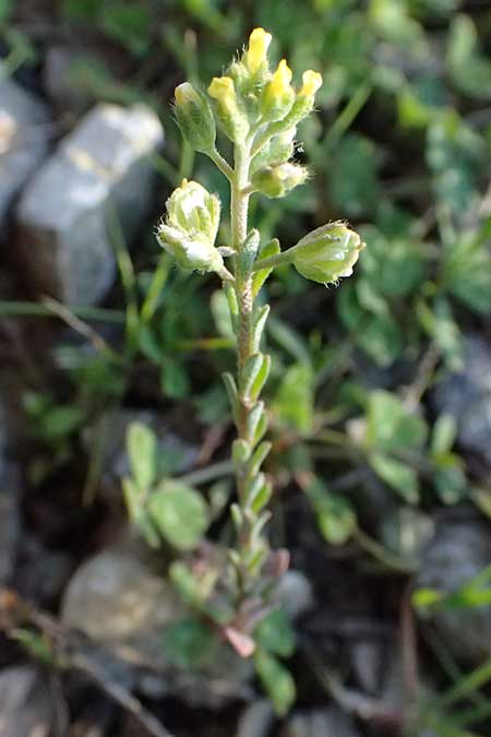 Alyssum simplex \ Gew&ouml;hnliches Steinkraut, Einfache Steinkresse / Common Alison, F Montmeyan 15.3.2024