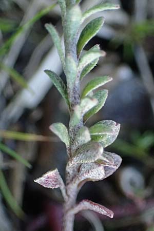 Alyssum simplex \ Gew&ouml;hnliches Steinkraut, Einfache Steinkresse / Common Alison, F Montmeyan 15.3.2024