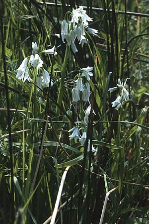 Allium triquetrum \ Gl&ouml;ckchen-Lauch / Three-cornered Garlic, F Maures, Grimaud 11.5.1984