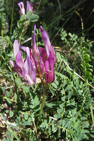 Astragalus monspessulanus \ Franzsischer Tragant / Montpellier Milk-Vetch, F Causse du Larzac 7.6.2006