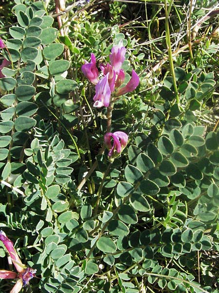 Astragalus monspessulanus \ Franzsischer Tragant / Montpellier Milk-Vetch, F Causse du Larzac 7.6.2006