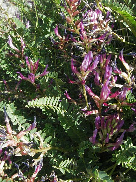 Astragalus monspessulanus \ Franzsischer Tragant / Montpellier Milk-Vetch, F Nyons 10.6.2006