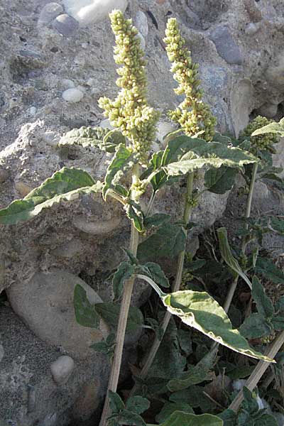 Amaranthus deflexus \ Niederliegender Amaranth / Perennial Pigweed, F Avignon 7.8.2006