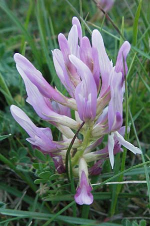 Astragalus monspessulanus \ Franzsischer Tragant / Montpellier Milk-Vetch, F Causse du Larzac 14.5.2007