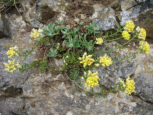 Alyssum montanum \ Berg-Steinkraut / Mountain Alison, Mountain Madwort, F Pyrenäen/Pyrenees, Col de Pailhères 27.6.2008