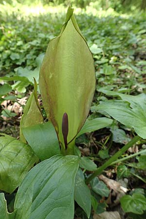Arum maculatum \ Aronstab / Cuckoo Pint, F Colmar 29.4.2016