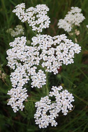 Achillea millefolium agg. \ Gemeine Schafgarbe / Yarrow, F Savines-le-Lac 8.7.2016