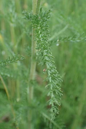 Achillea millefolium agg. \ Gemeine Schafgarbe / Yarrow, F Savines-le-Lac 8.7.2016
