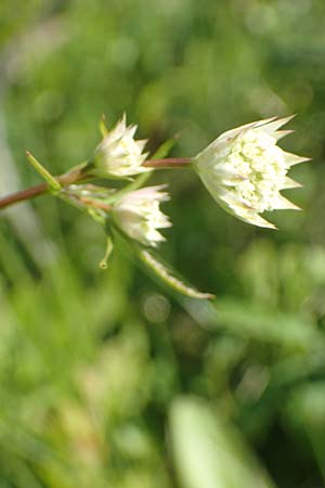 Astrantia minor \ Kleine Sterndolde / Lesser Masterwort, F Collet de Allevard 9.7.2016