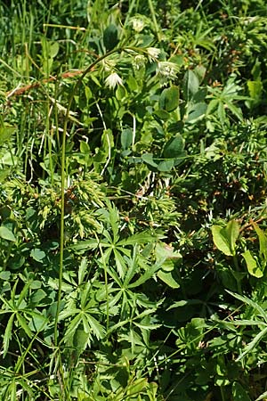 Astrantia minor \ Kleine Sterndolde / Lesser Masterwort, F Collet de Allevard 9.7.2016