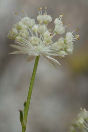 Astrantia minor \ Kleine Sterndolde / Lesser Masterwort, F Pyrenäen/Pyrenees, Canigou 24.7.2018