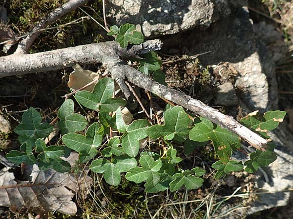Acer monspessulanum \ Felsen-Ahorn, Franzsischer Maholder / Montpellier Maple, F Pyrenäen/Pyrenees, Caranca - Schlucht / Gorge 30.7.2018
