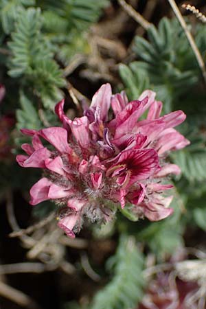 Anthyllis montana \ Berg-Wundklee / Mountain Kidney Vetch, F Col de Gleize 29.4.2023