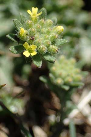 Alyssum simplex \ Gew&ouml;hnliches Steinkraut, Einfache Steinkresse / Common Alison, F Caussols 2.5.2023
