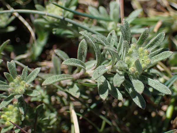 Alyssum simplex \ Gew&ouml;hnliches Steinkraut, Einfache Steinkresse / Common Alison, F Caussols 2.5.2023