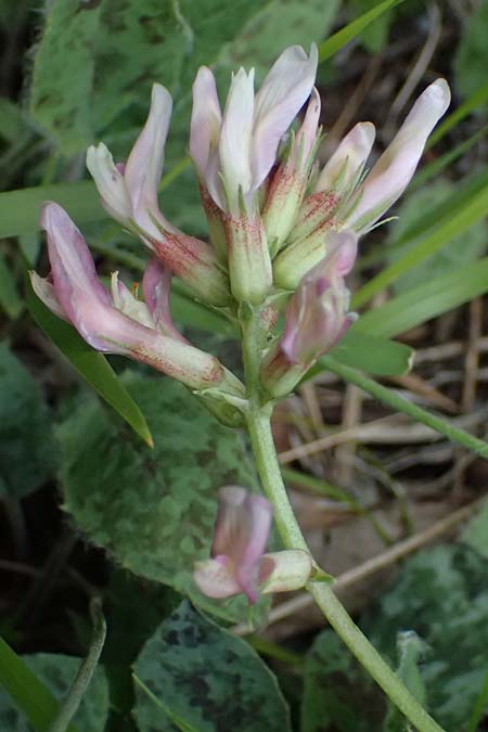 Astragalus monspessulanus \ Franz&ouml;sischer Tragant / Montpellier Milk-Vetch, F Tende 17.5.2026