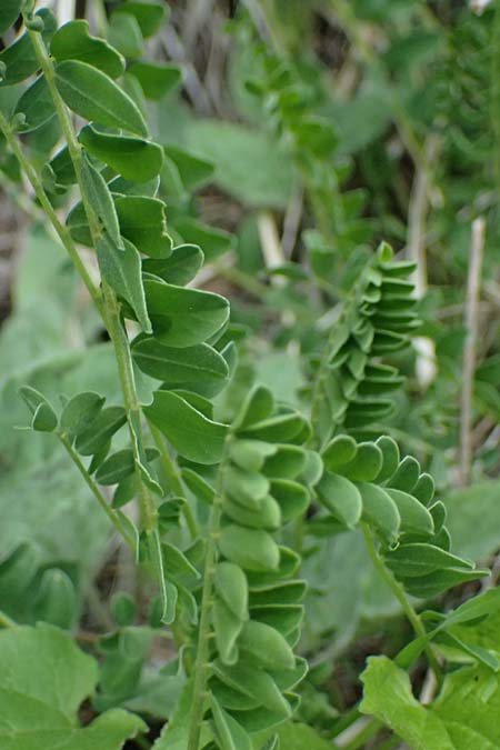 Astragalus monspessulanus \ Franz&ouml;sischer Tragant / Montpellier Milk-Vetch, F Tende 17.5.2026