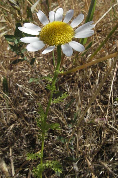 Anacyclus clavatus \ Keulen-Bertram / White Buttons, F S. Gilles 7.6.2006