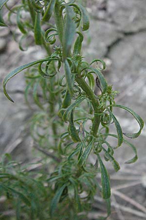 Anarrhinum bellidifolium \ Lochschlund / Daisy-Leaved Toadflax, F Valleraugue 8.6.2006