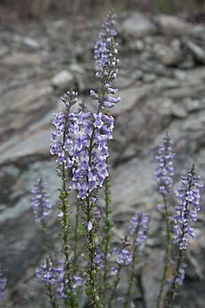 Anarrhinum bellidifolium \ Lochschlund / Daisy-Leaved Toadflax, F Valleraugue 8.6.2006