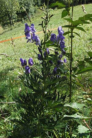 Aconitum napellus subsp. napellus \ Gewhnlicher Blauer Eisenhut / Monk's-Hood, F Pyrenäen/Pyrenees, Eyne 9.8.2006
