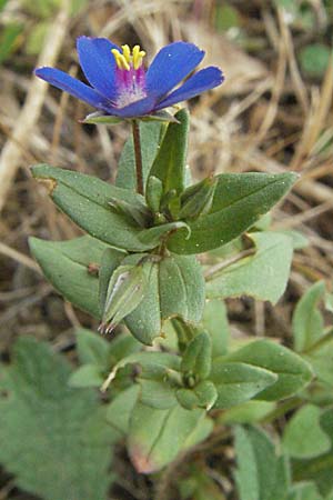 Lysimachia foemina \ Blauer Gauchheil / Blue Pimpernel, F Corbières, Talairan 13.5.2007