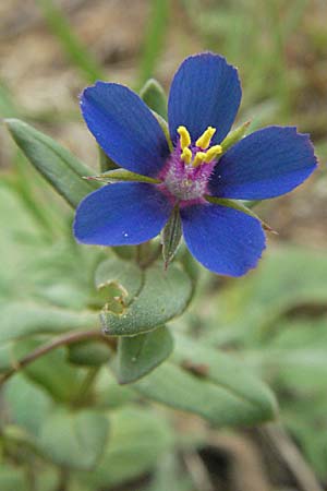 Lysimachia foemina \ Blauer Gauchheil / Blue Pimpernel, F Corbières, Talairan 13.5.2007