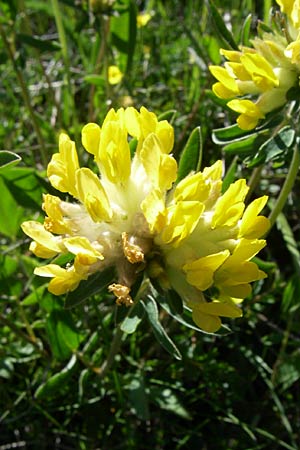 Anthyllis vulneraria subsp. alpestris \ Alpen-Wundklee / Alpine Kidney Vetch, F Col de Saisies 21.6.2008