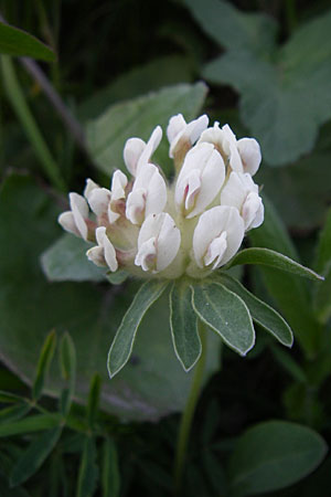 Anthyllis vulneraria subsp. vulnerarioides \ Falscher Wundklee, F Col du Galibier 21.6.2008