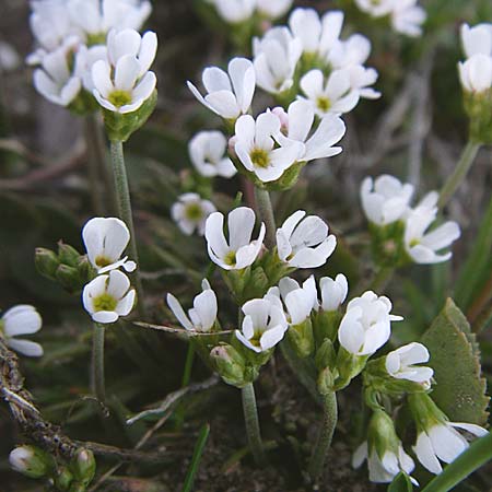 Androsace adfinis subsp. adfinis \ Gew&ouml;hnlicher Fleischroter Mannsschild / Common Red Rock Jasmine, F Col du Galibier 21.6.2008