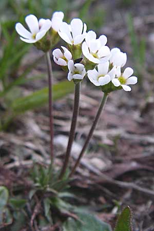 Androsace adfinis subsp. adfinis \ Gew&ouml;hnlicher Fleischroter Mannsschild / Common Red Rock Jasmine, F Col du Galibier 21.6.2008