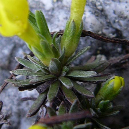 Androsace vitaliana subsp. vitaliana \ Vitals Goldprimel / Vital's Rock Jasmine, F Col du Galibier 21.6.2008