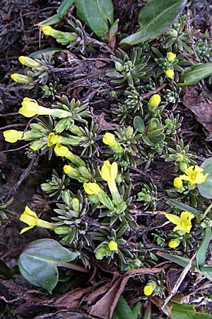 Androsace vitaliana \ Vitals Goldprimel / Vital's Rock Jasmine, F Col du Galibier 21.6.2008