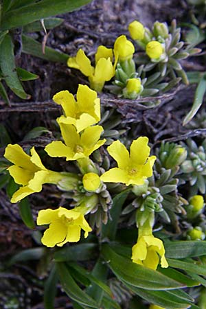 Androsace vitaliana \ Vitals Goldprimel / Vital's Rock Jasmine, F Col du Galibier 21.6.2008