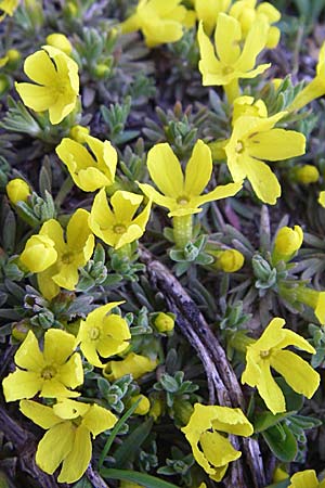 Androsace vitaliana \ Vitals Goldprimel / Vital's Rock Jasmine, F Col du Galibier 21.6.2008