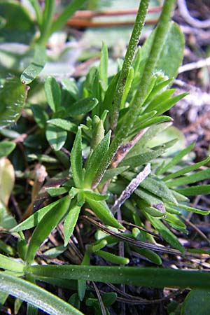 Androsace adfinis subsp. brigantiaca \ Briancon-Mannsschild / Briancon Rock Jasmine, F Col d'Izoard 22.6.2008