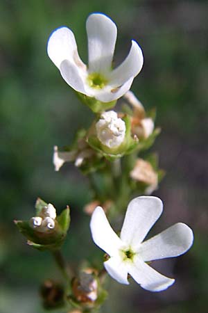 Androsace adfinis subsp. brigantiaca \ Briancon-Mannsschild / Briancon Rock Jasmine, F Col d'Izoard 22.6.2008